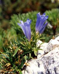 genziana froelichii